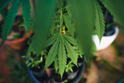 Eine Leitfaden zur sicheren Anwendung von CBD: Tipps und Empfehlungen