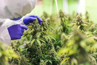 HHC vs. HHC-P: Ein Vergleich der aufstrebenden Cannabinoide