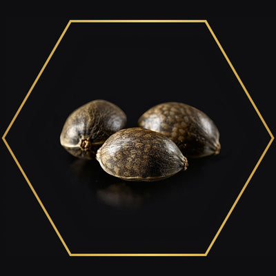 Feminized Seeds