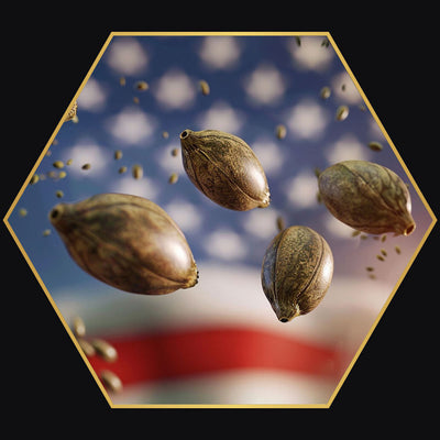 USA FEMINIZED SEEDS