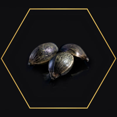 AUTOFLOWER SEEDS