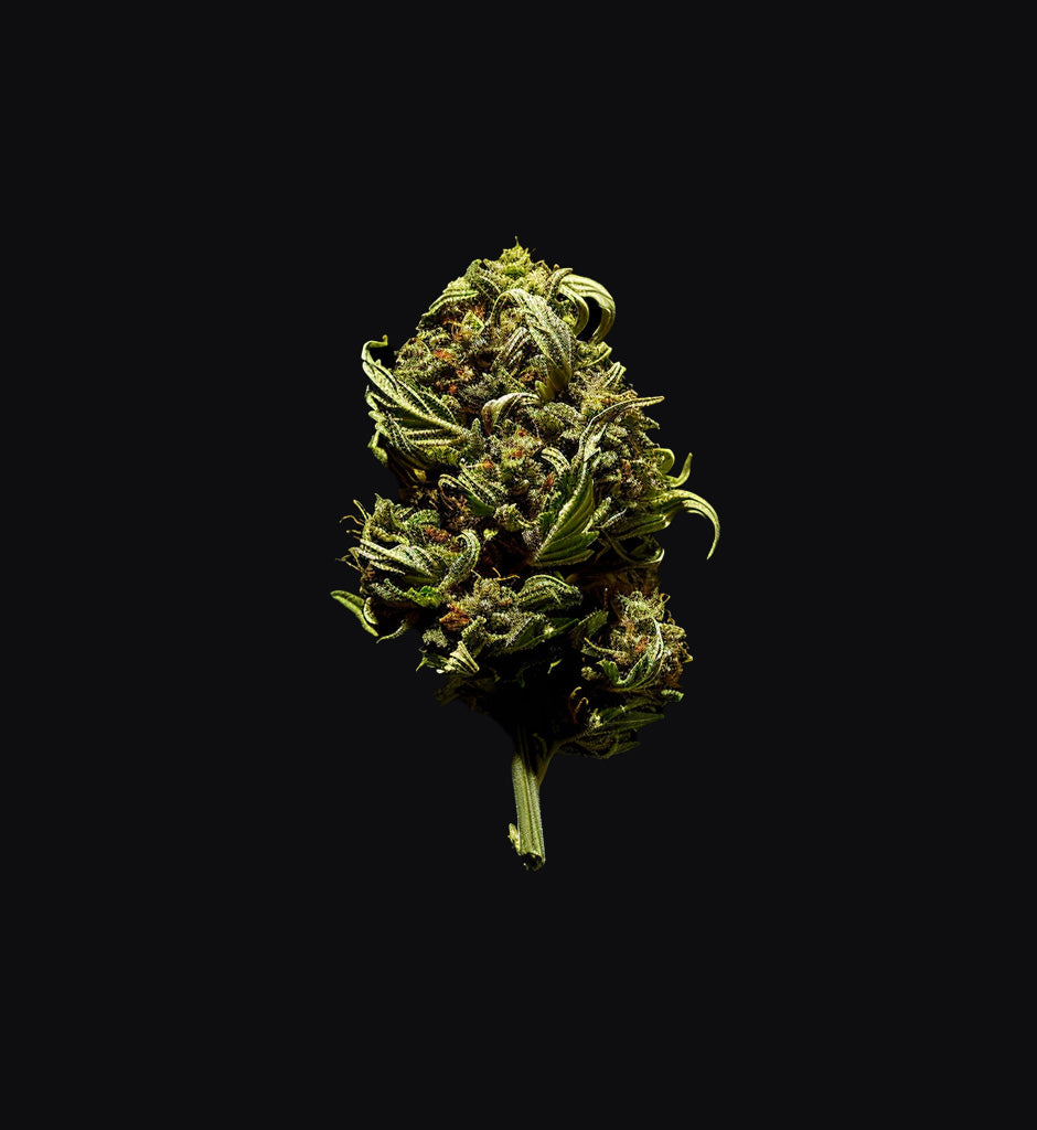 Amnesia Kush x Feminisiert