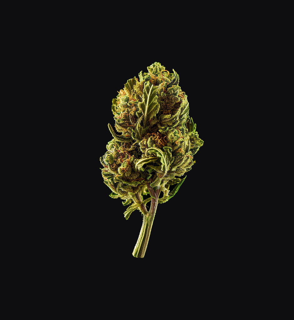 Blue Cheese x Feminisiert