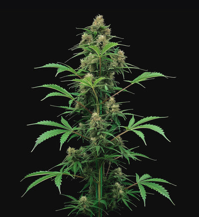 Blue Cheese x Feminisiert