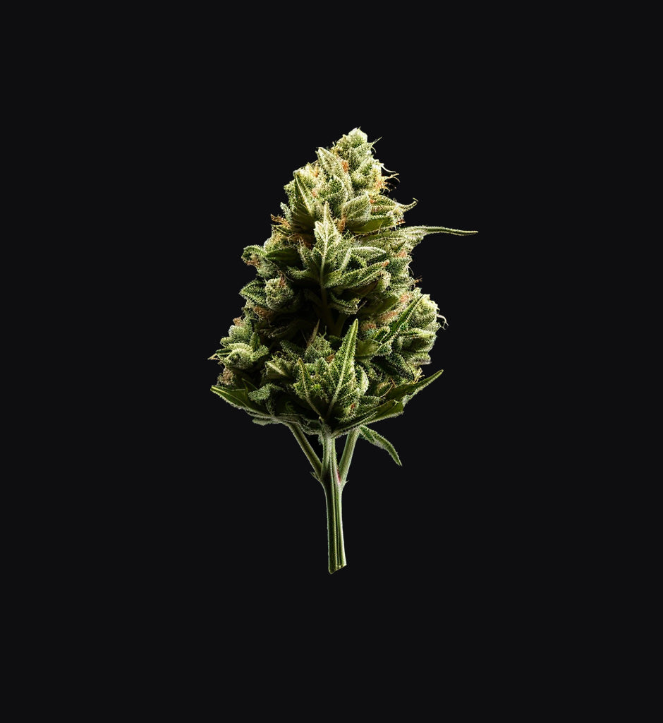 Girl Scout Cookies x USA Automatik
