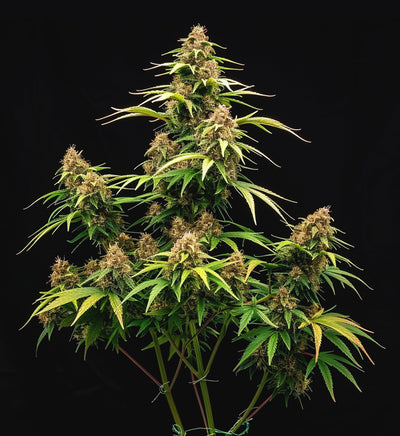 Girl Scout Cookies x USA Automatik