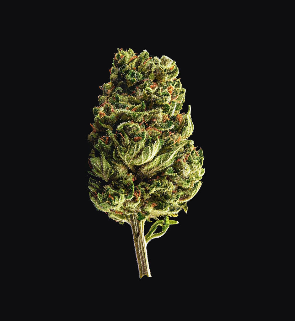 Skywalker OG x USA Feminisiert New