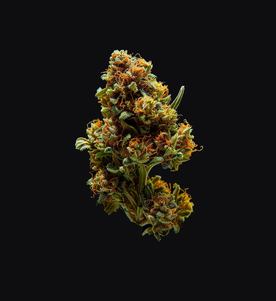 Mimosa x USA Automatik