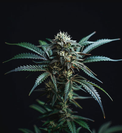 Pineapple Cake x USA Automatik