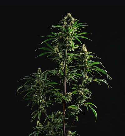 Purple Punch x Feminisiert
