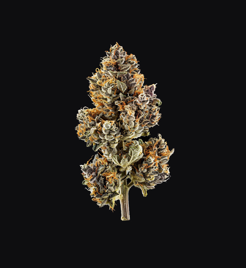 Purple Sunset x USA Automatik
