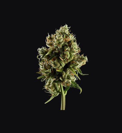 Sunset Sherbet x USA Feminisiert