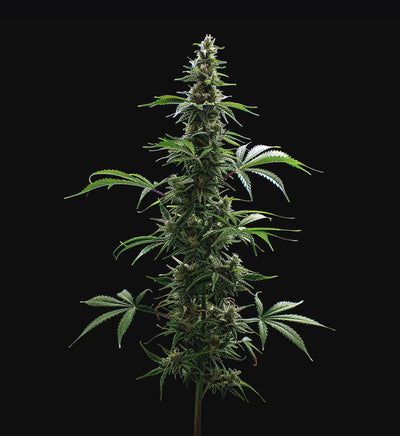 Sunset Sherbet x USA Feminisiert