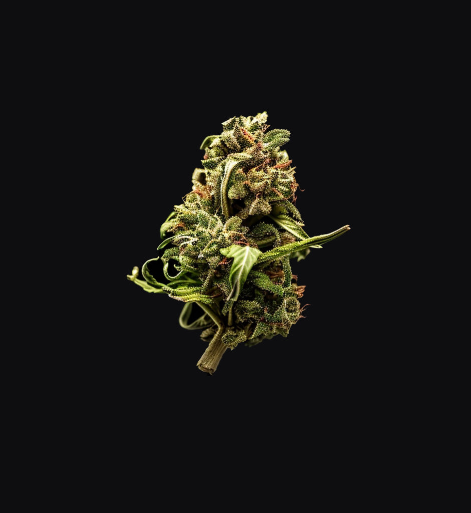 White Widow x Feminisiert